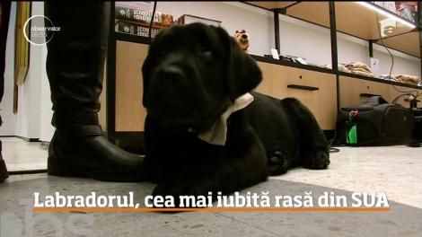 Labradorul Retriever este cea mai populară rasă din Statele Unite, pentru al 28-lea an consecutiv