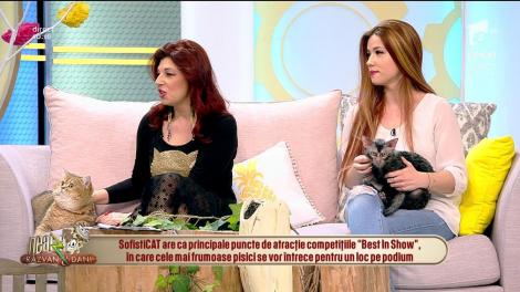 Îţi plac felinele? Hai la SofistiCAT! 250 de pisici din toate colțurile lumii pot fi admirate la Romexpo