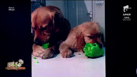 Smiley News. Doi pui de golden retriever sunt înnebuniți după legume