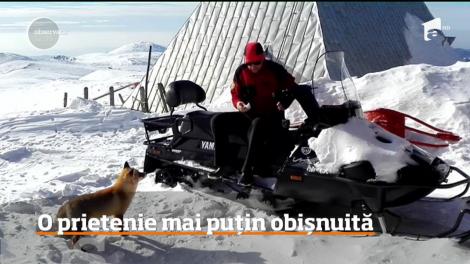 Salvamontiștii din Bușteni, vizitaţi constant de o vulpe