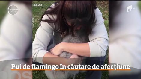 Trei pui de flamingo în căutare de afecţiune