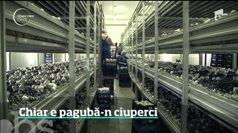 Ciupercile, tot mai greu de cultivat în ţara noastră. Motivele pentru care au dispărut crescătoriile de ciuperci din România