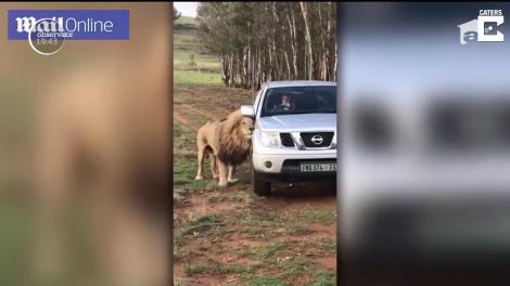 Un leu plin de afecțiune, față de mașini!