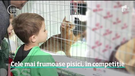 Una din puţinele pisici-vârcolac din lume trăieşte la Bucureşti şi luptă pentru titlul de cea mai frumoasă felină. Povestea ei