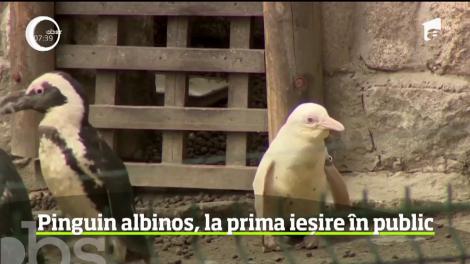 Singurul pinguin alb aflat în captivitate a ieşit, pentru prima dată, în public. Culoarea neobişnuită este urmarea unei malformaţii genetice