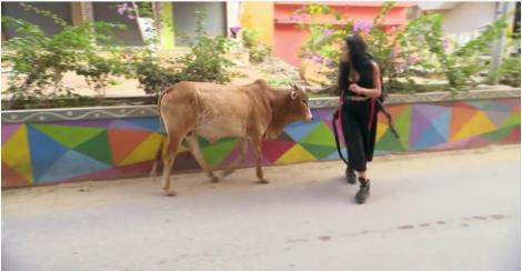 Atenție, vacă! Ruby trece prin momente cumplite după ce-i iese în cale un animal... sfânt. Morodan e în culmea disperării