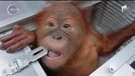 Un turist din Bali i-a lăsat cu gura căscată pe vameşi. A ascuns un pui de urangutan într-o valiză