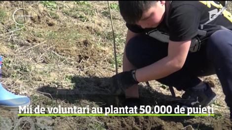 Mii de voluntari au plantat 50.000 de puieți în localitatea Sânmihaiu de Câmpie, din judeţul Bistriţa Năsăud