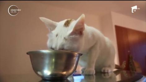 Dieta vegană e periculoasă pentru pisici