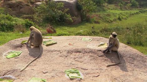 Nu-i uşor să hrăneşti maimuţele! Şerban: "Noi le aruncam banane şi ele ne dădeau înapoi caise"