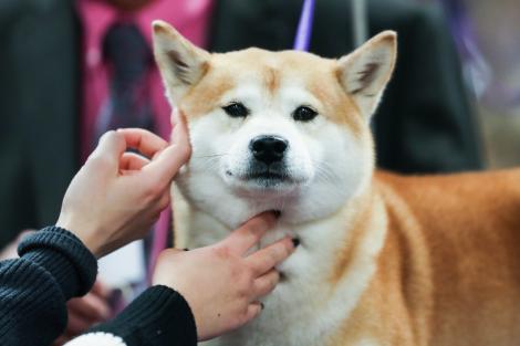 Răsfățul de primăvară al câinilor de companie. O toaletare completă costă între 65 de lei şi 400 de lei