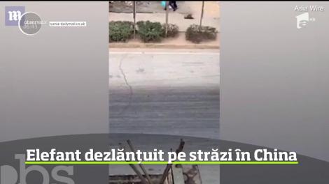 Un elefant asiatic aflat în căutarea unei partenere a provocat panică într-o localitate din China