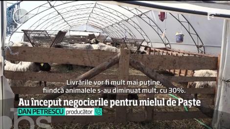 Cu o lună înainte de Paște, mieii sunt graşi şi scumpi. Cererea de pe piaţa de la noi este dublată de cea din străinătate