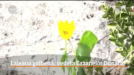 Laleaua galbenă din Clisura Dunării, unică în lume. Cine rupă o astfel de floare poate plăti o amendă cât zece salarii minime