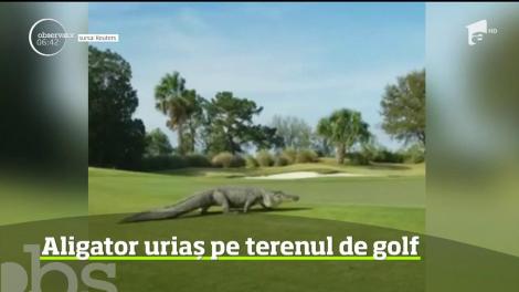 Panică pe un teren de golf din Statele Unite, după ce un aligator masiv şi-a făcut apariţia pe traseu