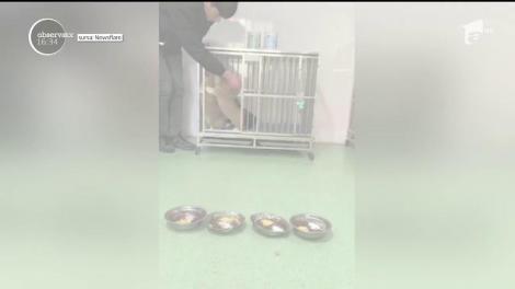 Patru căței corgi înduioşează internetul