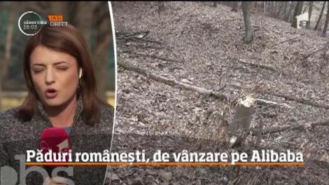 Pădure seculară din România, scoasă la vânzare pe celebrul site chinezesc Alibaba