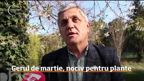 Gerul de martie, nociv pentru plante. La Miercurea Ciuc, termometrele au arătat -10 °C