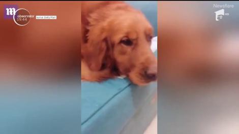 Un câine pus pe glume şi-a uimit stăpânii. Pare nevinovat, dar ascunde ceva extrem de preţios sub blana sa bogată