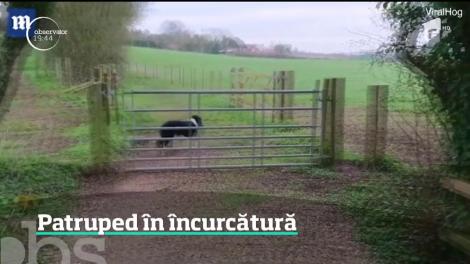 Cel mai perseverent câine