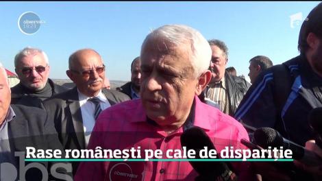 Au crescut în curţile românilor timp de sute de ani, dar acum sunt pe cale de dispariţie