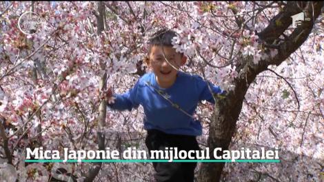 Mica Japonie din mijlocul Bucureștiului