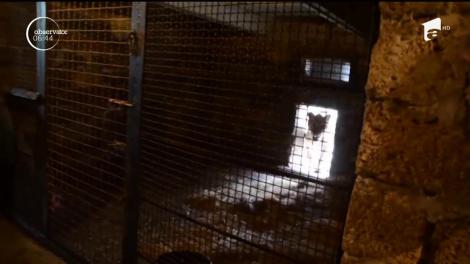 Doi pui de leu de culoare albă au venit pe lume într-un parc safari din Crimeea