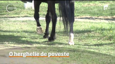 Cea mai mare crescătorie de cai lipiţani din Europa