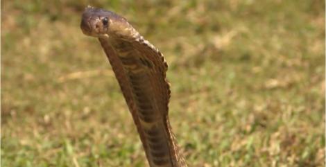 Țipete și crize de isterie. Ana Morodan, față în față cu o cobră: Poate mor aici lângă un șarpe. Mă ia cu leșin!