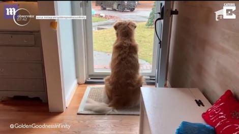 Câinele este cel mai bun prieten al poştaşului