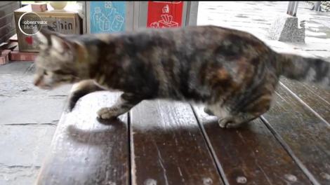 Într-un orăşel din Taiwan pisicile fac legea. În urmă cu 20 de ani, mai avea doar 100 de locuitori, acum peste un milion de turişti îl vizitează anual, totul datorită felinelor