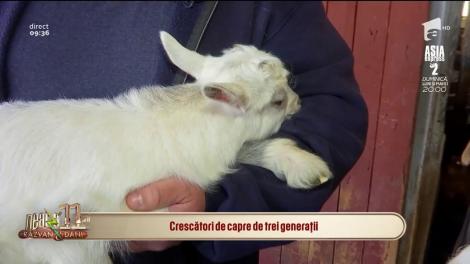 Crescători de capre de trei generaţii! Familia Iorga face agricultură "de la furcă la furculiţă"