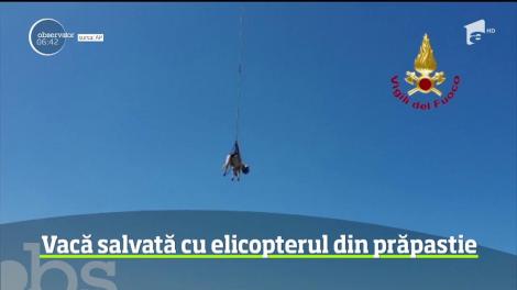 Operaţiune complicată de salvare pe insula italiană Sardinia. Pompierii au intervenit cu un elicopter pentru a salva o vacă, rătăcită pe stâncile de pe malul mării