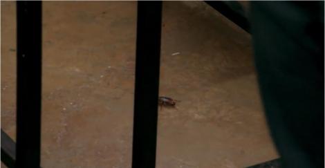 Cocuța şi Bogdan Boantă, speriați de un gândac de bucătărie uriaș: Mă gândesc cu groază ce s-ar întâmpla dacă s-ar urca pe mine...