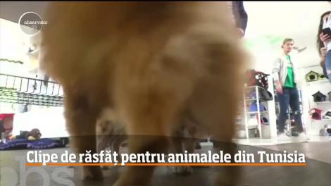 Clipe de răsfăț pentru animalele din Tunisia
