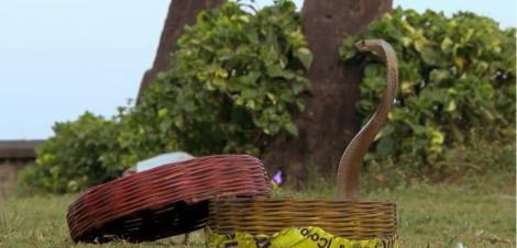 Cocuța, întâlnire periculoasă cu o cobră: Se uită la mine. O să mă muşte de cap!