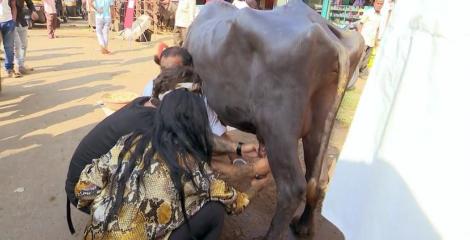 Concurenții din Asia Express mulg buvolițe. Ana Morodan: Nu o strânge așa de tare. O chinui!