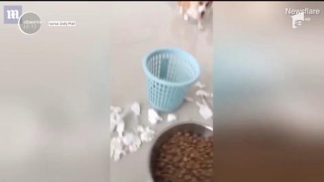 Un câine, din rasa corgi, a devenit celebru pe internet după ce îşi recunoaşte vinovăţia şi decide să se pedepsească singur