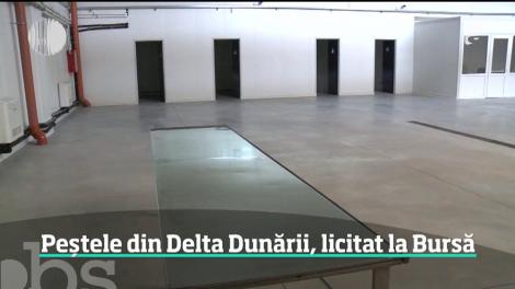 Peștele din Delta Dunării, licitat la Bursa din Tulcea