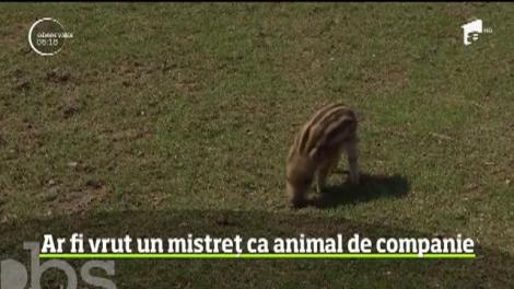 Jandarmii motani din Brașov au găst în mașina unui bărbat, un pui de porc mistreț