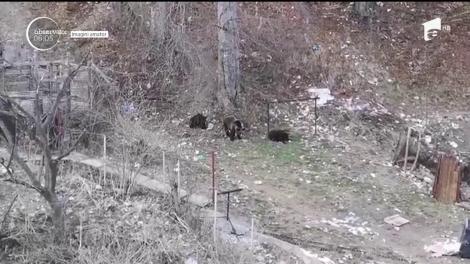 Doi copii au fost filmaţi în timp ce se jucau la doar câţiva metri de o ursoaică înfometată, care coborâse din pădure cu cei doi pui
