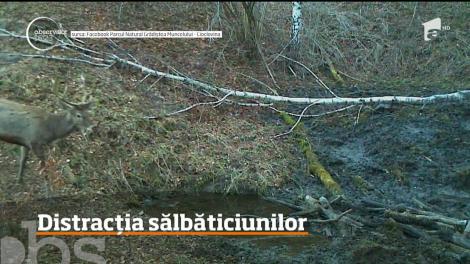 Topirea zăpezilor, motiv de bucurie pentru animalele din parcul natural Grădiştea Muncelului - Cioclovina