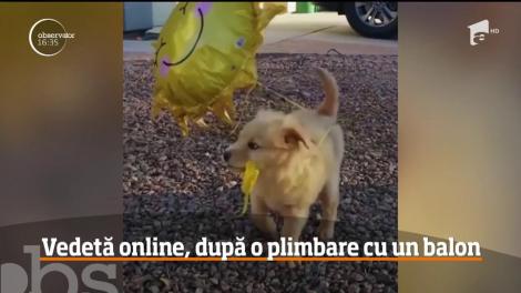 Un pui de golden retriever a devenit vedetă online, după o plimbare cu un balon
