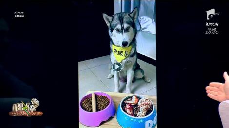 Smiley news. Poker face! Cea mai tare expresie a unui husky, după ce a fost păcălit cu un alt fel de mâncare!