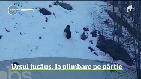 Ursul jucăuș, la plimbare pe pârtia din Azuga
