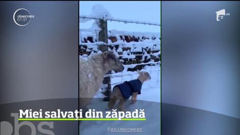 Miei salvați din zăpadă de o tânără din nordul Angliei