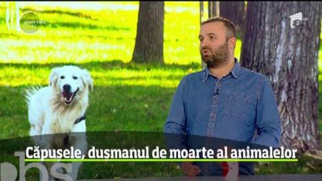 Cum ne găsim animalul de companie potrivit