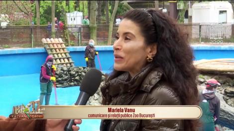 Grădina zoologică București, curățată de voluntari din Danemarca. Ce se va întâmpla după ce se va termină curățenia