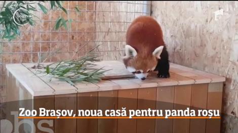 Premieră! Un urs panda roşu, adus la grădina zoologică din Brașov - Video