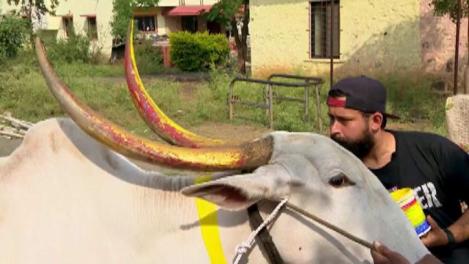 Concurenţii nu mai scapă de vacile indiene! Acum trebuie să le picteze coarnele! CRBL: "Parcă eram nevoiţi să îmblânzim un dragon"